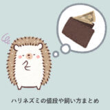 ハリネズミの値段や飼い方まとめ